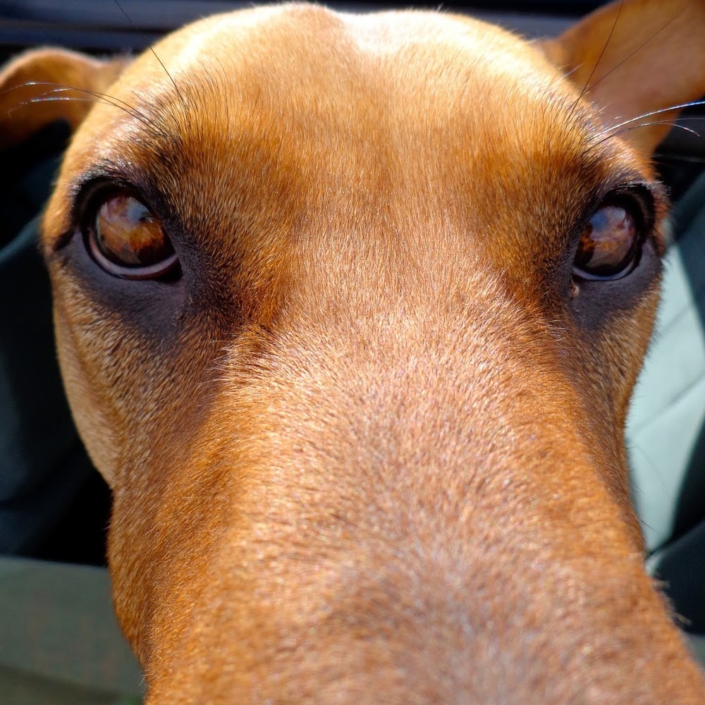 Meet your Posher, Sara